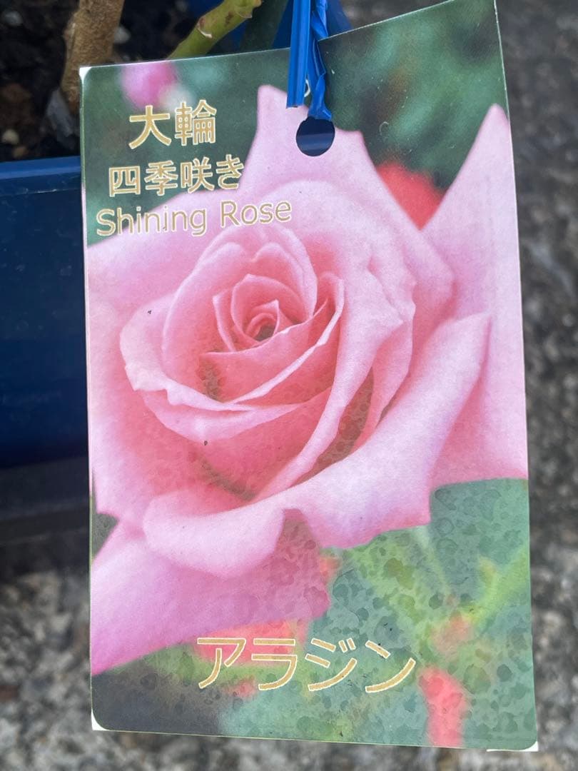 大輪バラ苗　ミックス　6鉢セット