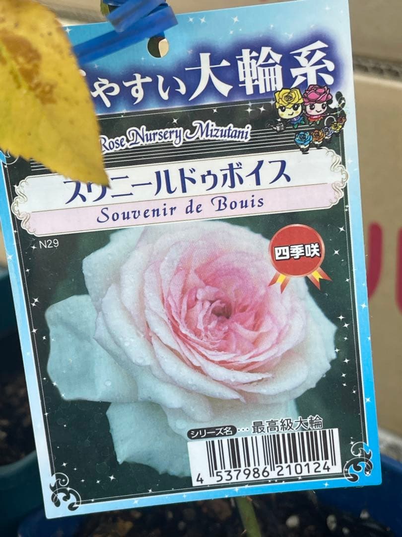 大輪バラ苗　ミックス　6鉢セット