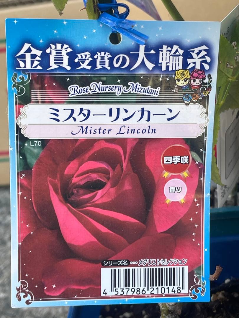 大輪バラ苗　ミックス　6鉢セット