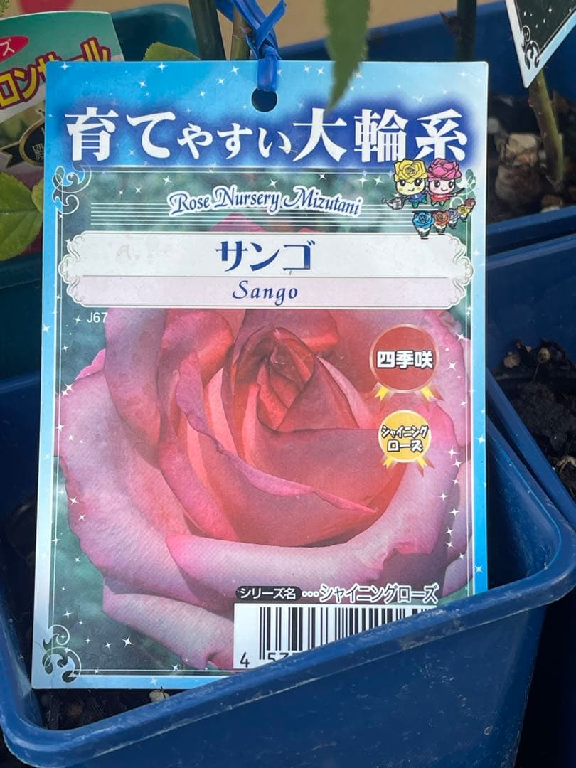 大輪バラ苗　ミックス　6鉢セット