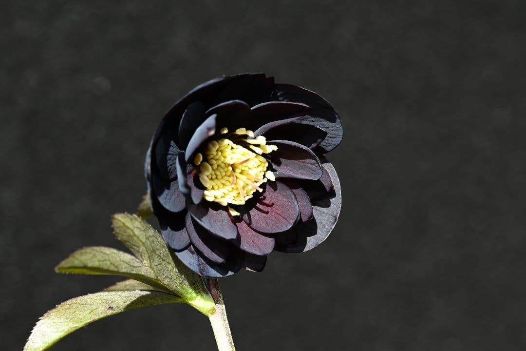 クリスマスローズ　訳あり！認定美黒姫　加藤農園