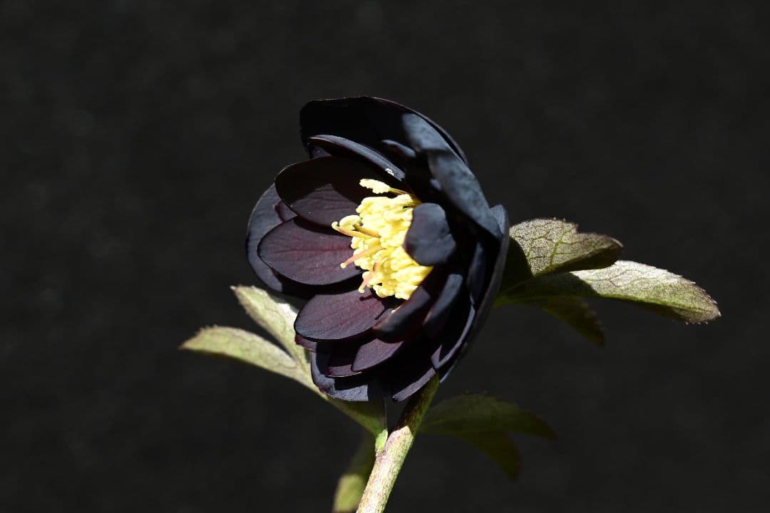 クリスマスローズ　訳あり！認定美黒姫　加藤農園