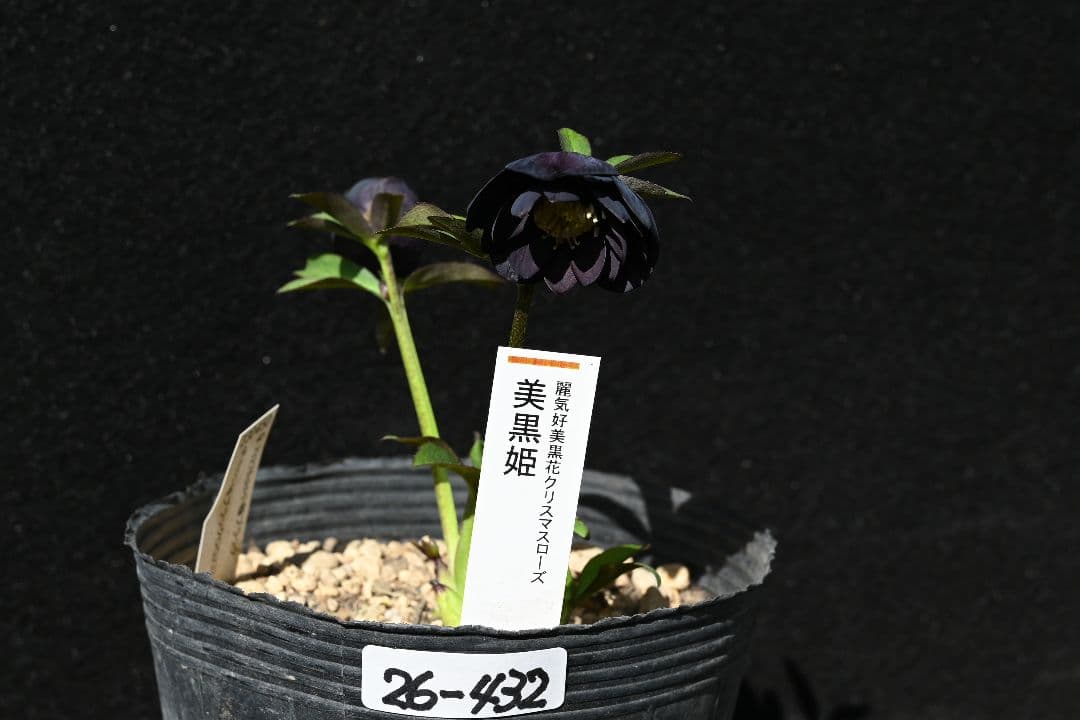 クリスマスローズ　訳あり！認定美黒姫　加藤農園