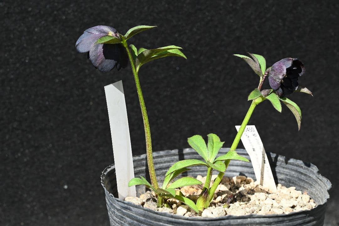 クリスマスローズ　訳あり！認定美黒姫　加藤農園