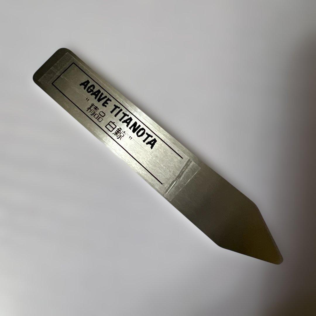 アガベ 鉢植発送 精品 白鯨 ボール型 極上血統 超良型 大株 コンテスト