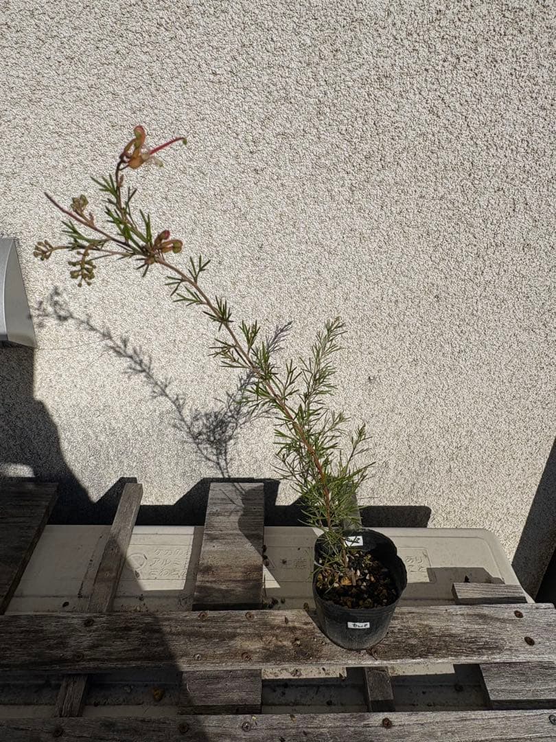 グレビレア3号セット センパフローレンス ルテア オージープランツ