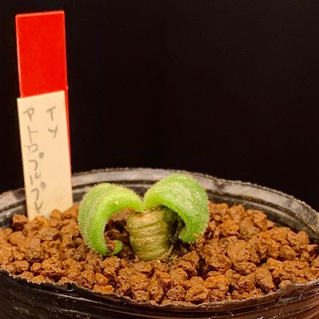 レア実生！ アトロプルプレウス チレコドン 多肉植物 塊根植物 - メルカリ