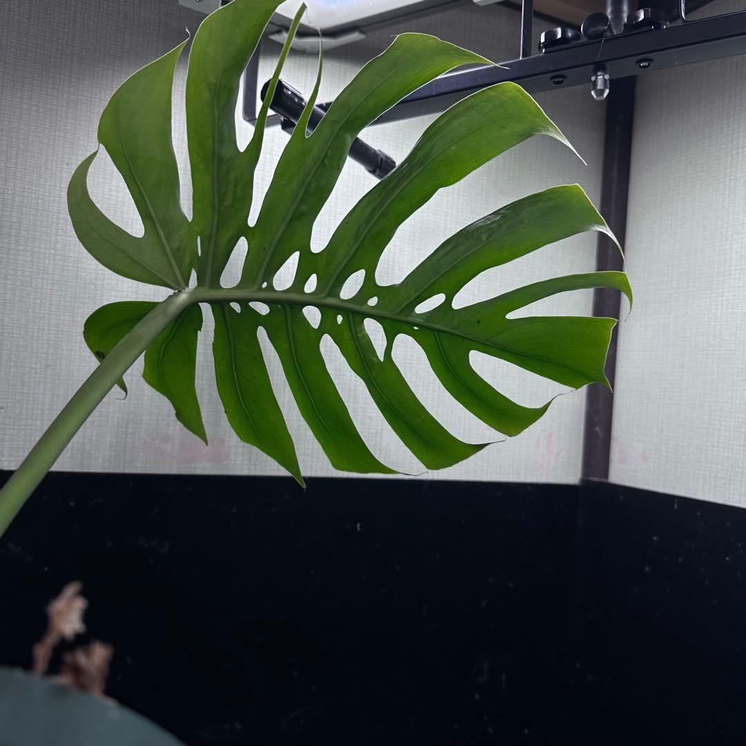 k*j様 モンステラデリシオーサマクロコズム超希少系統鉢植え47㎝