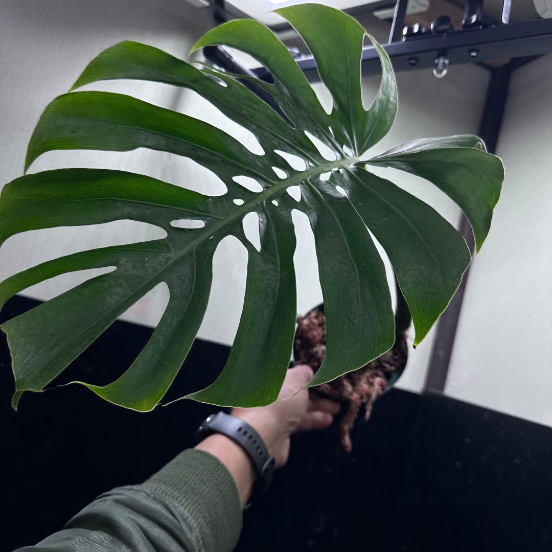 k*j様 モンステラデリシオーサマクロコズム超希少系統鉢植え47㎝