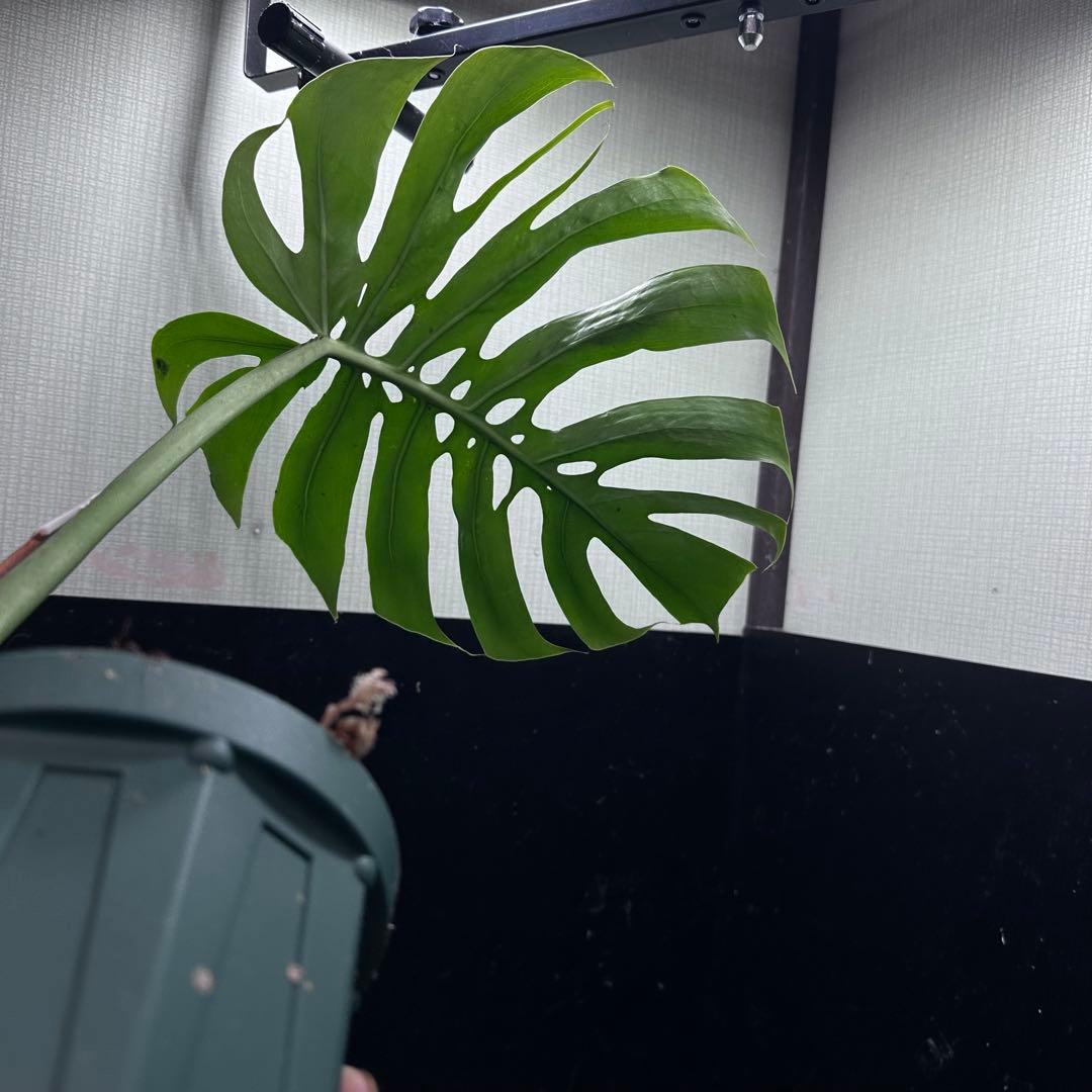 k*j様 モンステラデリシオーサマクロコズム超希少系統鉢植え47㎝