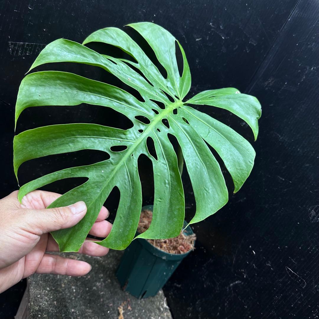 k*j様 モンステラデリシオーサマクロコズム超希少系統鉢植え47㎝