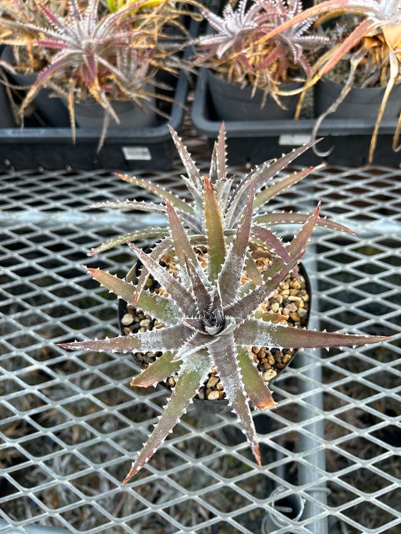 DBディッキア Dyckia Bill Baker hybrid #223 - メルカリ