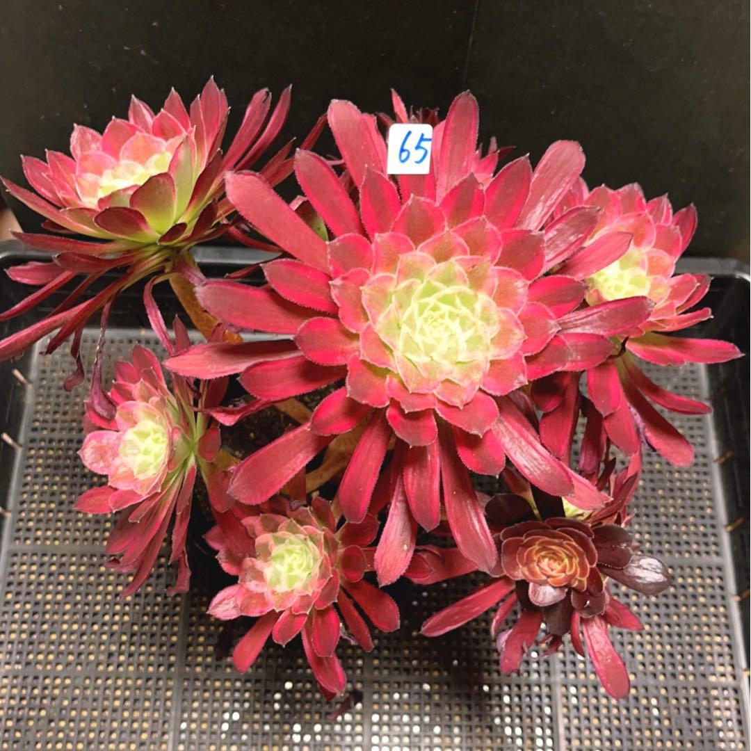 多肉植物アエオニウム錦❤カルミン*エメラルド錦❤️