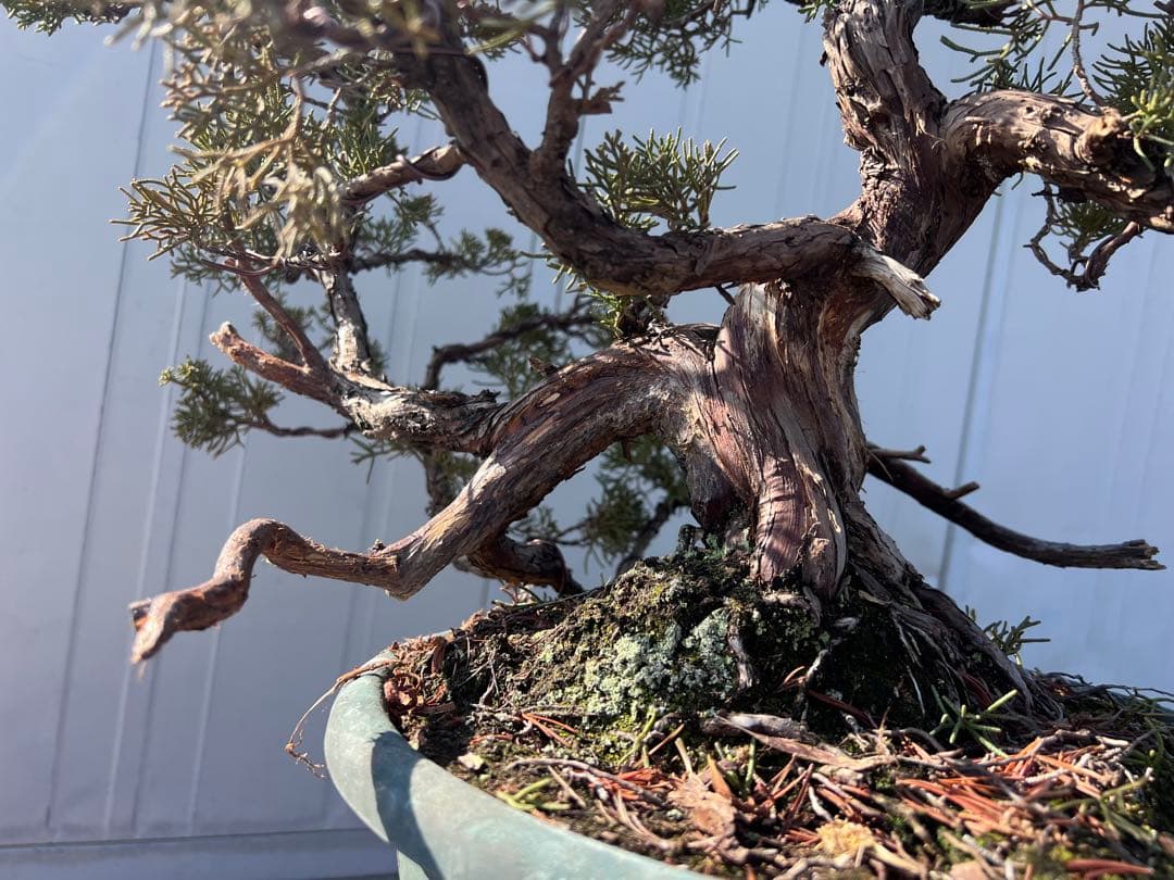 真柏　紀州真柏　ジンシャリ