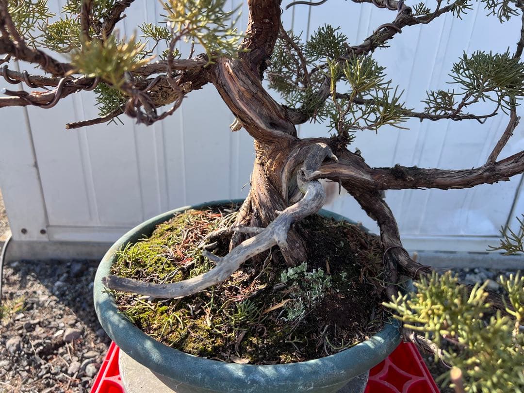 真柏　紀州真柏　ジンシャリ