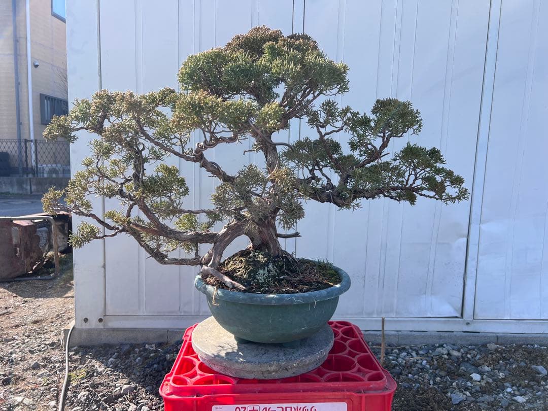 真柏　紀州真柏　ジンシャリ