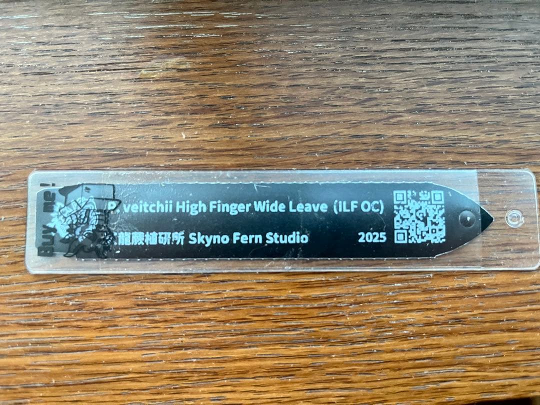 P.veitchii High Finger Wide Leave ILF OC - メルカリ