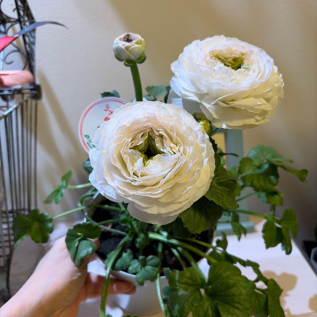 【レア】ポリアンサ　レイニーブルー　3号ポット苗《2/8》