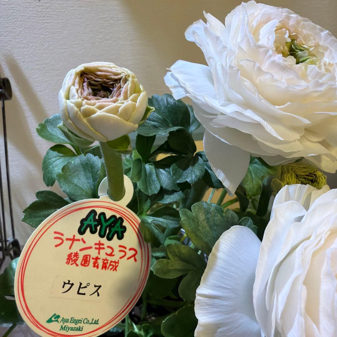 【レア】ポリアンサ　レイニーブルー　3号ポット苗《2/8》