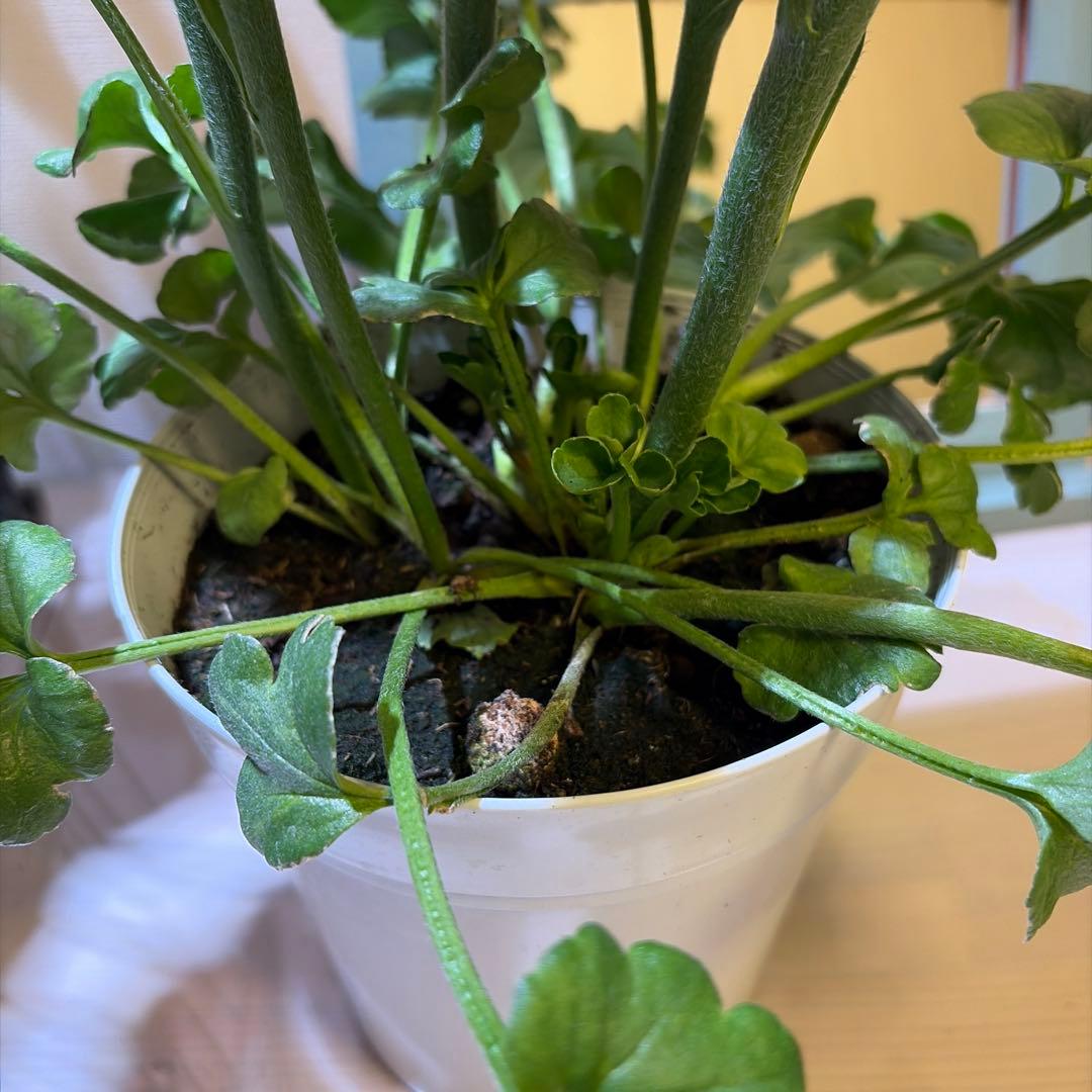 【レア】ポリアンサ　レイニーブルー　3号ポット苗《2/8》