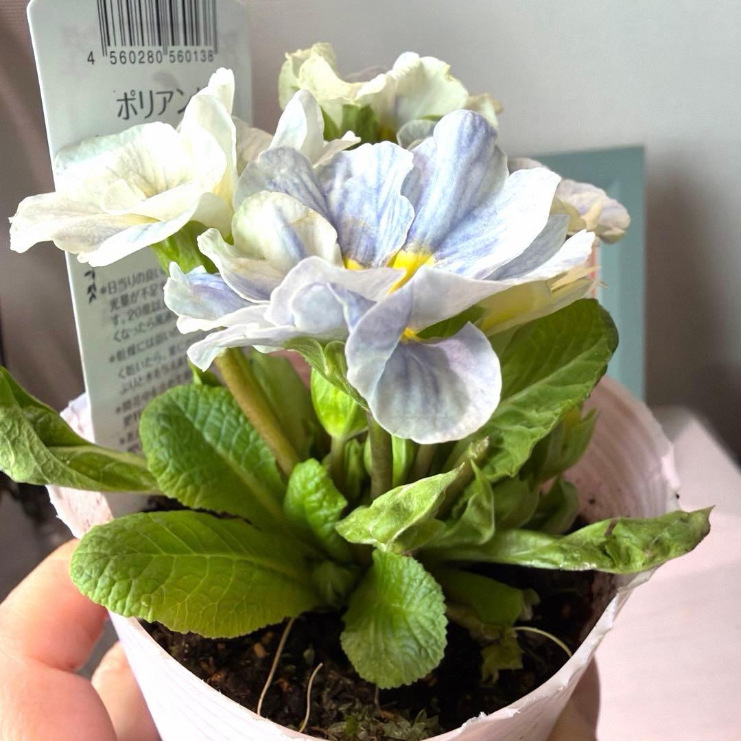 【レア】ポリアンサ　レイニーブルー　3号ポット苗《2/8》