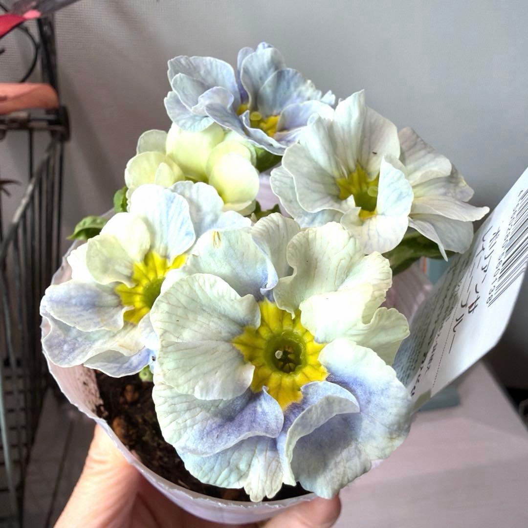 【レア】ポリアンサ　レイニーブルー　3号ポット苗《2/8》