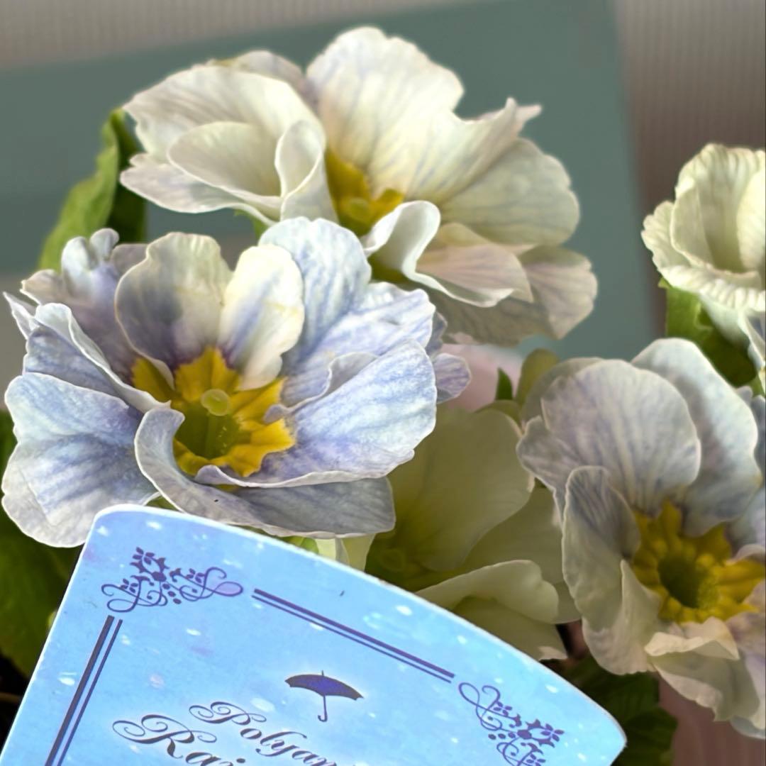 【レア】ポリアンサ　レイニーブルー　3号ポット苗《2/8》