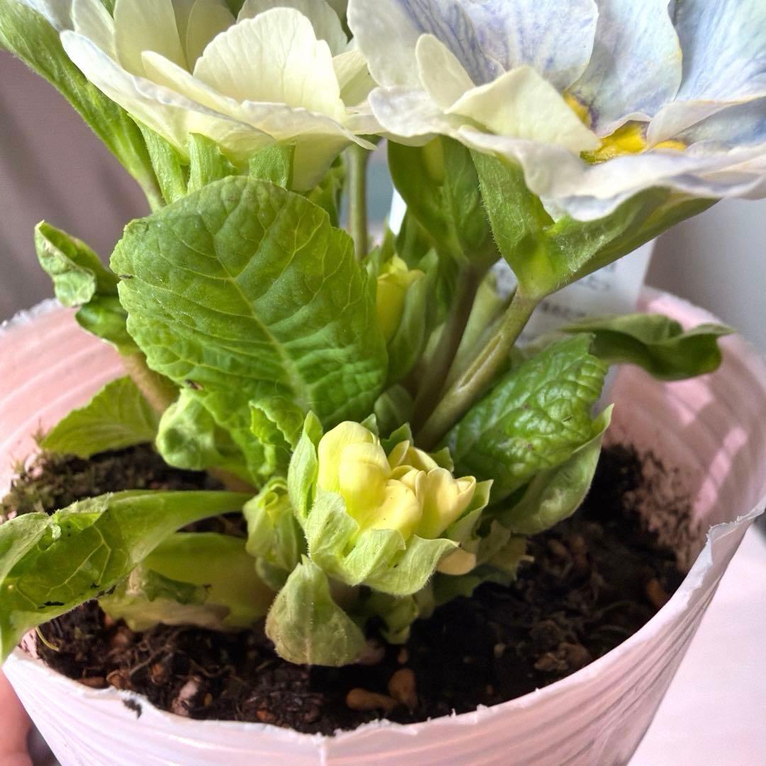 【レア】ポリアンサ　レイニーブルー　3号ポット苗《2/8》