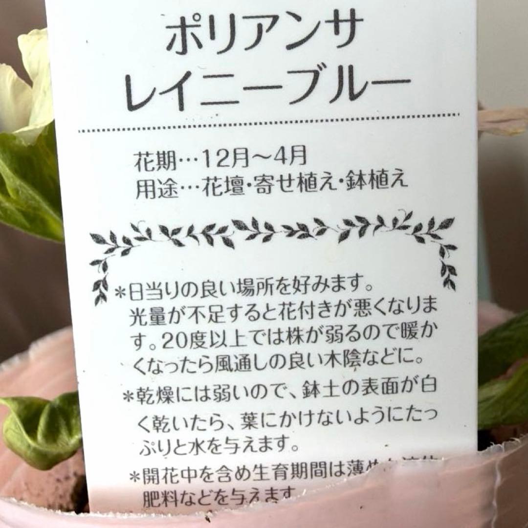 【レア】ポリアンサ　レイニーブルー　3号ポット苗《2/8》
