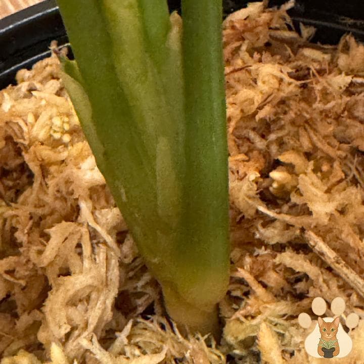 り*ふ様 今だけ！価格変更【美株・純血統子株】アグラオネマ・カーティシー 【親株