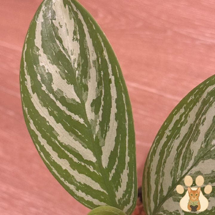 り*ふ様 今だけ！価格変更【美株・純血統子株】アグラオネマ・カーティシー 【親株