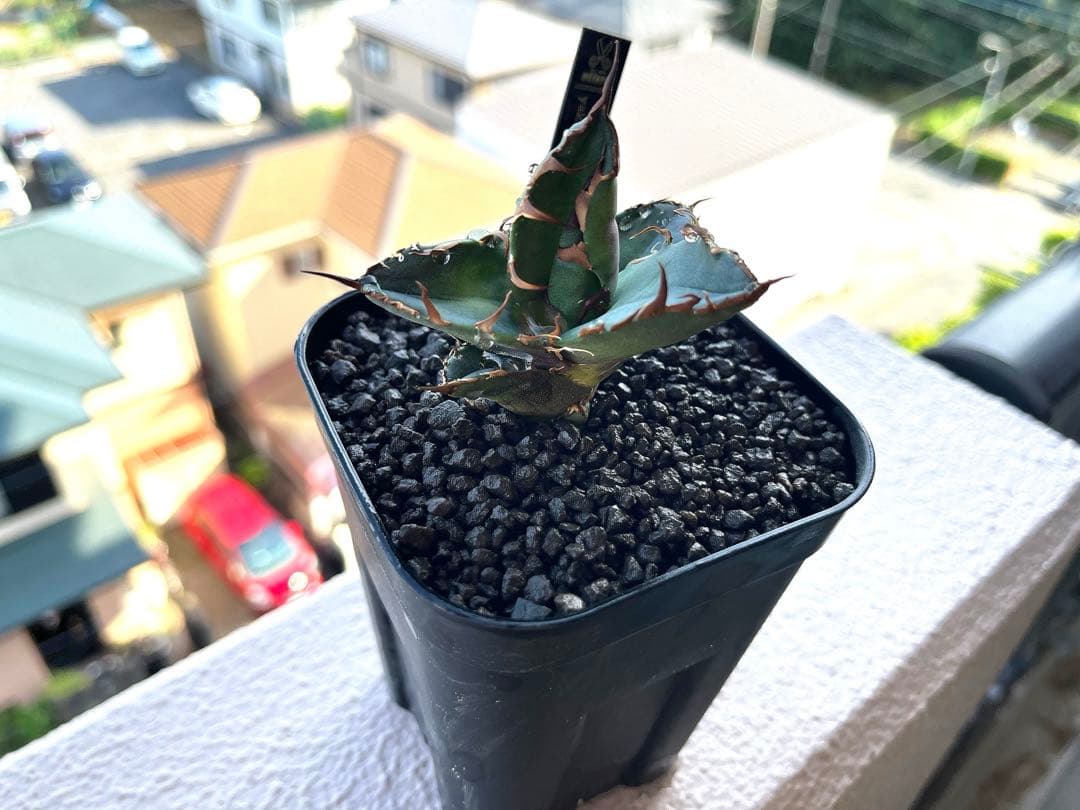 アガベ チタノタ シーザー 子株 YAKUZA Seasar ヤクザシーザー - メルカリ