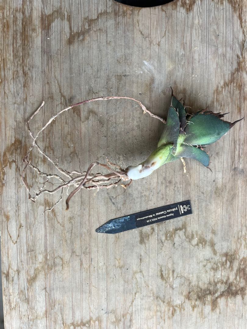 アガベ チタノタ シーザー 子株 YAKUZA Seasar ヤクザシーザー - メルカリ