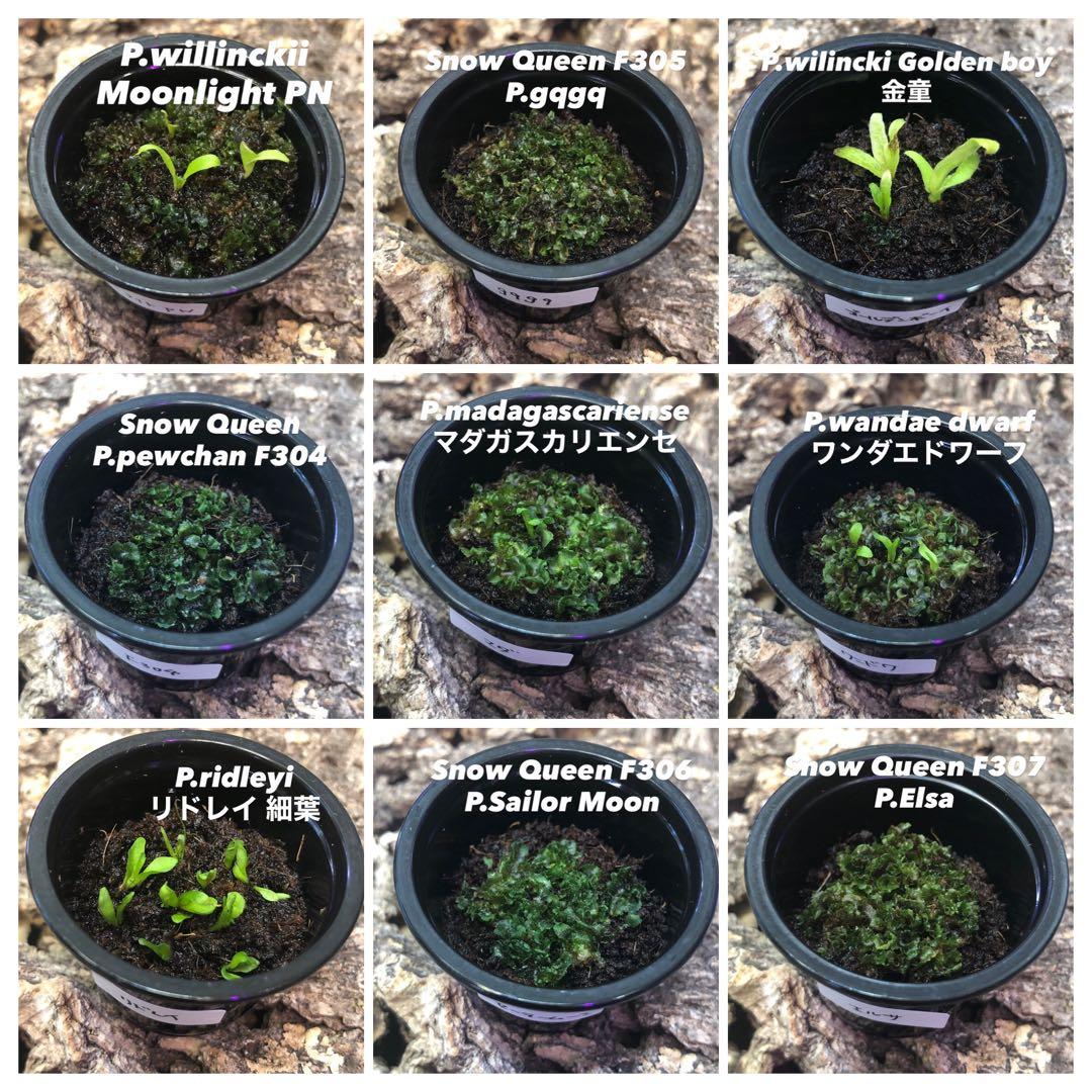 ビカクシダ 前葉体 胞子体 胞子培養 まとめ売り 9点 セット ac - メルカリ