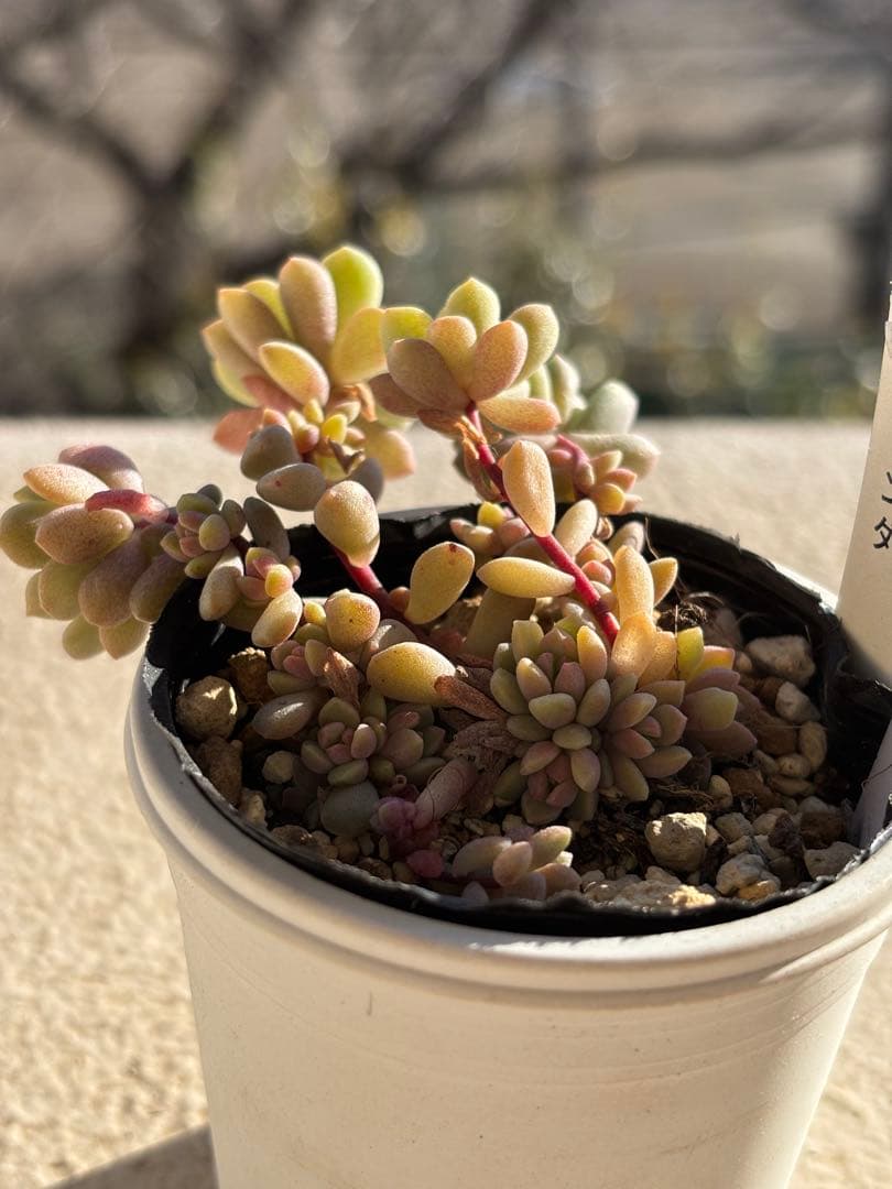 ２３　多肉　リンダリンダ　ぼのぼのさん苗　検) チェリーボンボン　メイプルハニー