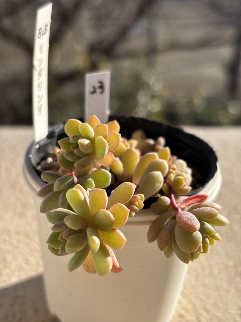 ２３　多肉　リンダリンダ　ぼのぼのさん苗　検) チェリーボンボン　メイプルハニー