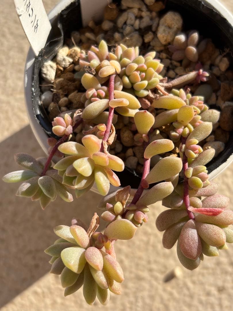 ２３　多肉　リンダリンダ　ぼのぼのさん苗　検) チェリーボンボン　メイプルハニー