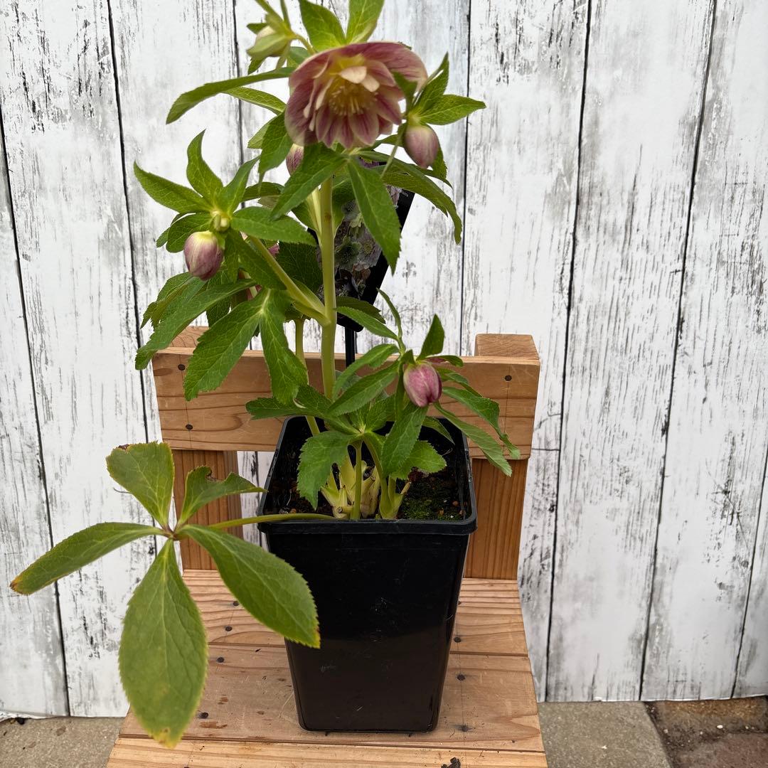 クリスマスローズ苗　ウィンターシンフォニー　蕾付きです