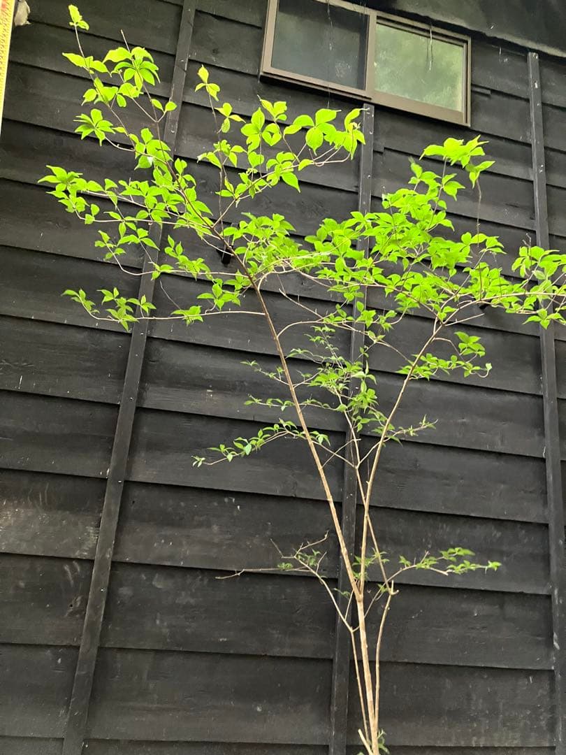 山採り　ムラサキシキブ