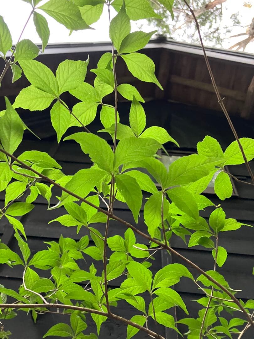 山採り　ムラサキシキブ