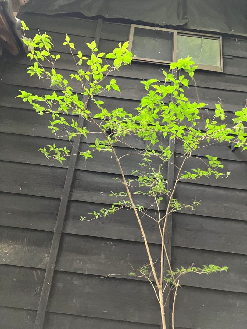 山採り　ムラサキシキブ