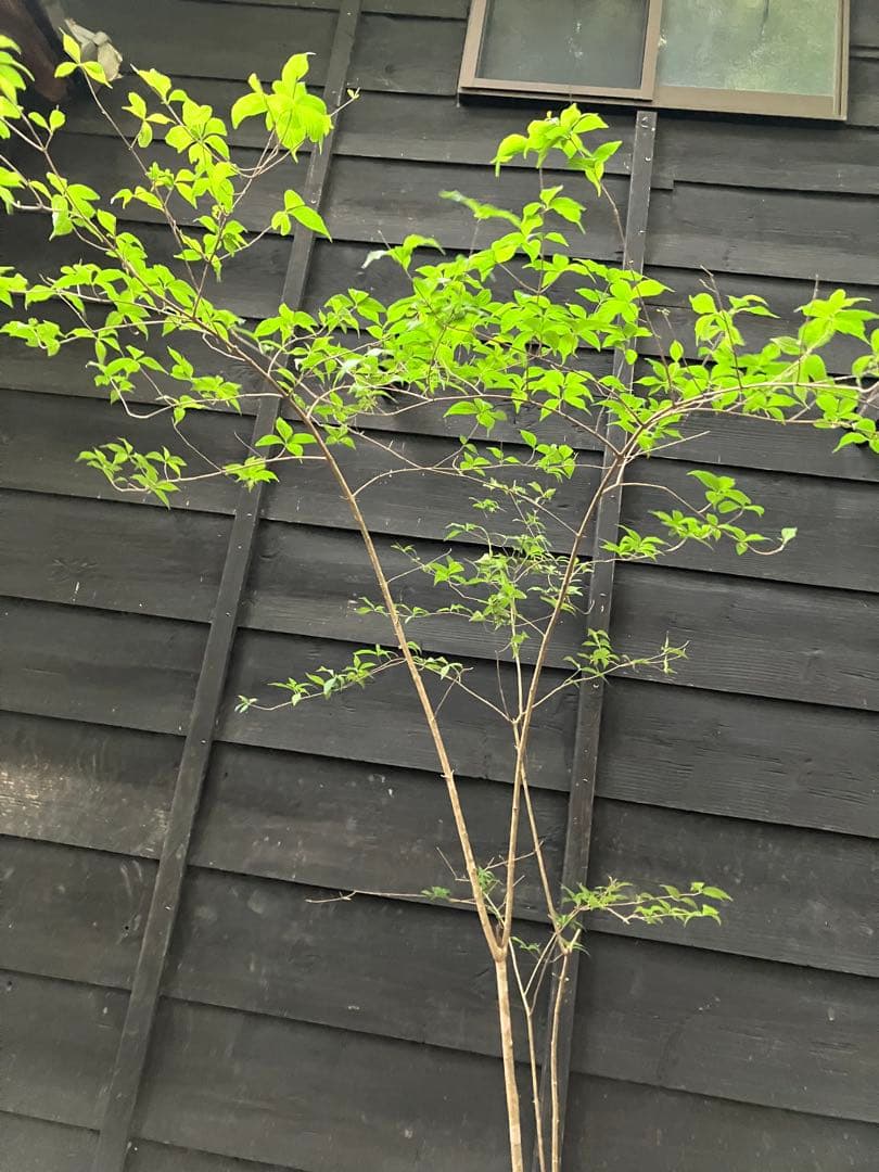 山採り　ムラサキシキブ