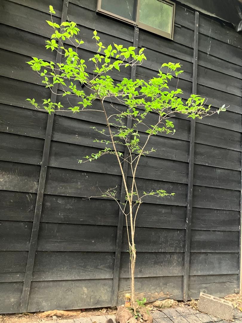 山採り　ムラサキシキブ