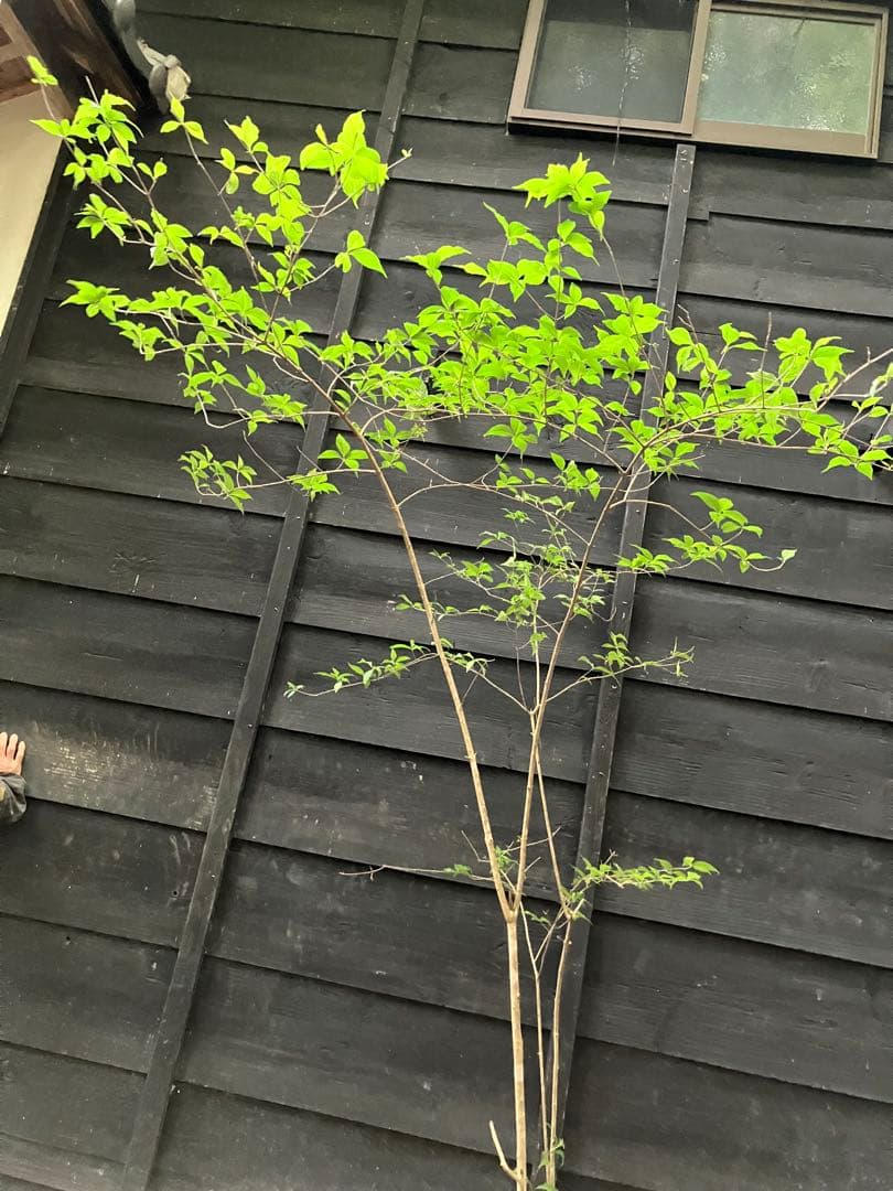 山採り　ムラサキシキブ