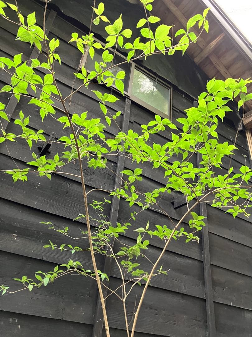 山採り　ムラサキシキブ