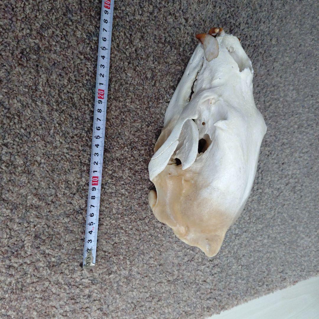 狩猟で獲ったツキノワグマ頭骨 約30cm
