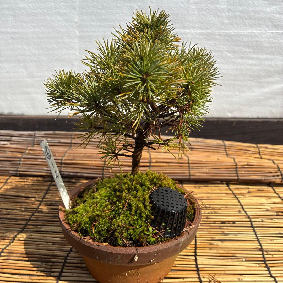 ☆盆栽☆ 赤石五葉松【Z-6】9年物 ☆愛媛県より発送☆ - メルカリ