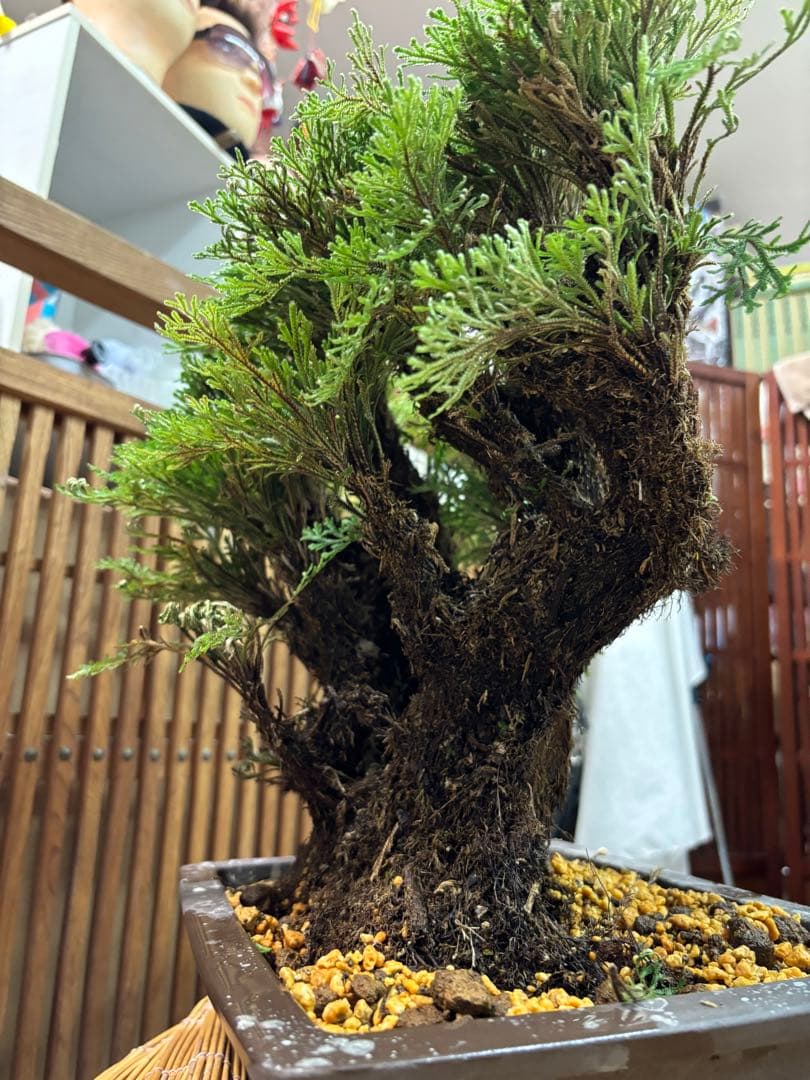 ❻ 金運UP イワヒバ 首長最上株物 超多株２０多幹３０年以上物