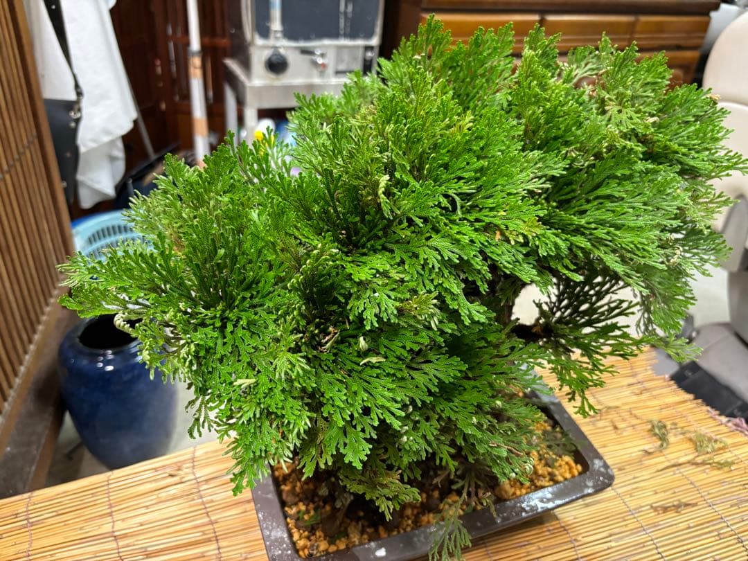 ❻ 金運UP イワヒバ 首長最上株物 超多株２０多幹３０年以上物