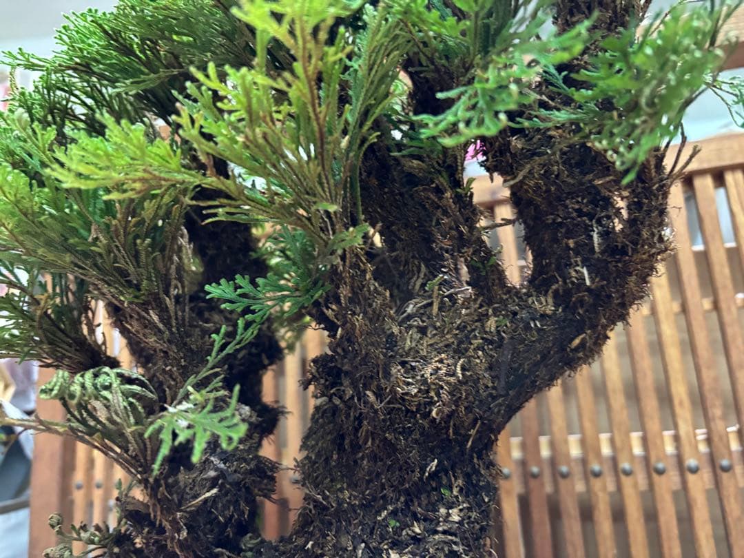 ❻ 金運UP イワヒバ 首長最上株物 超多株２０多幹３０年以上物